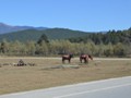 Some of the local horseback people taking a break.