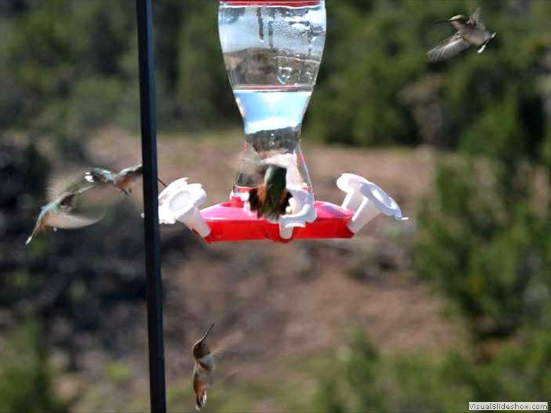 Hummingbirds flock to the feeders in the Summer.