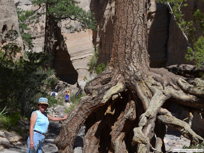 An old tree that hung on for lots of years.