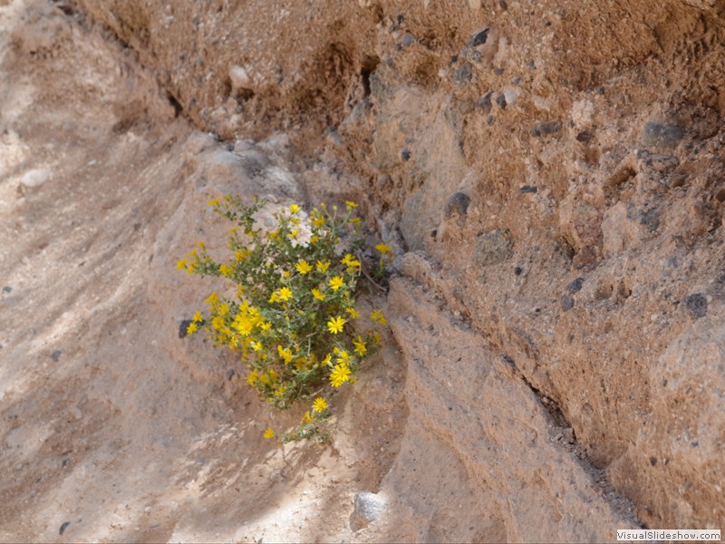 Flowers blooming along the trail.