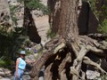 An old tree that hung on for lots of years.