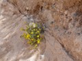 Flowers blooming along the trail.