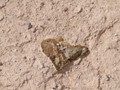 A heart shaped chunk of lava in the punice rock.